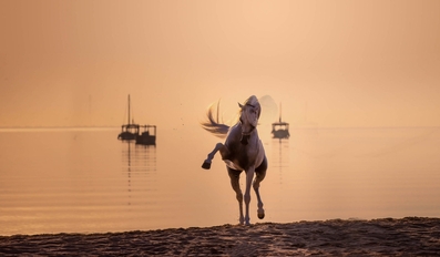 Katara International Arabian Horse Festival KIAHF to commence on 1st February 2023